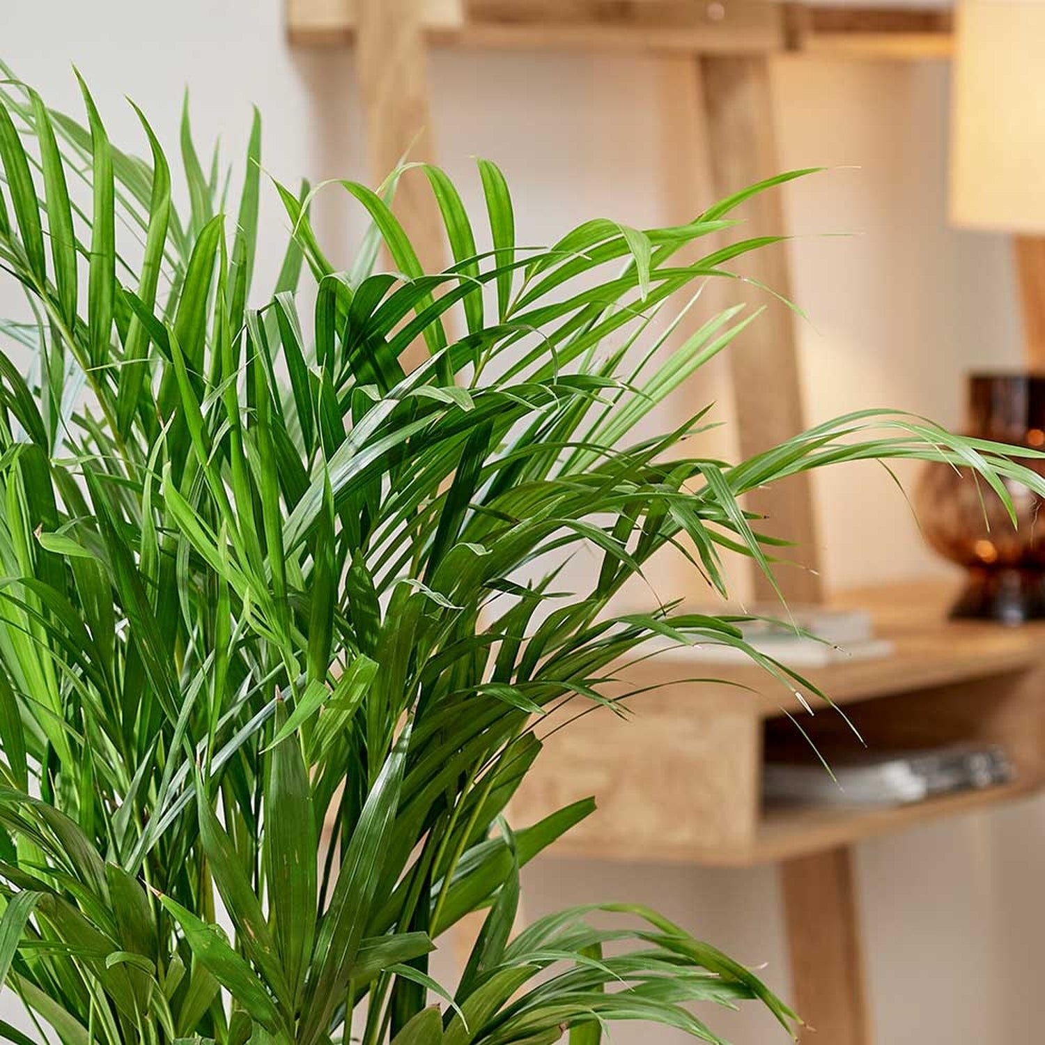 130 - 140cm Areca Palm Dypsis Lutescens 24cm Pot House Plant