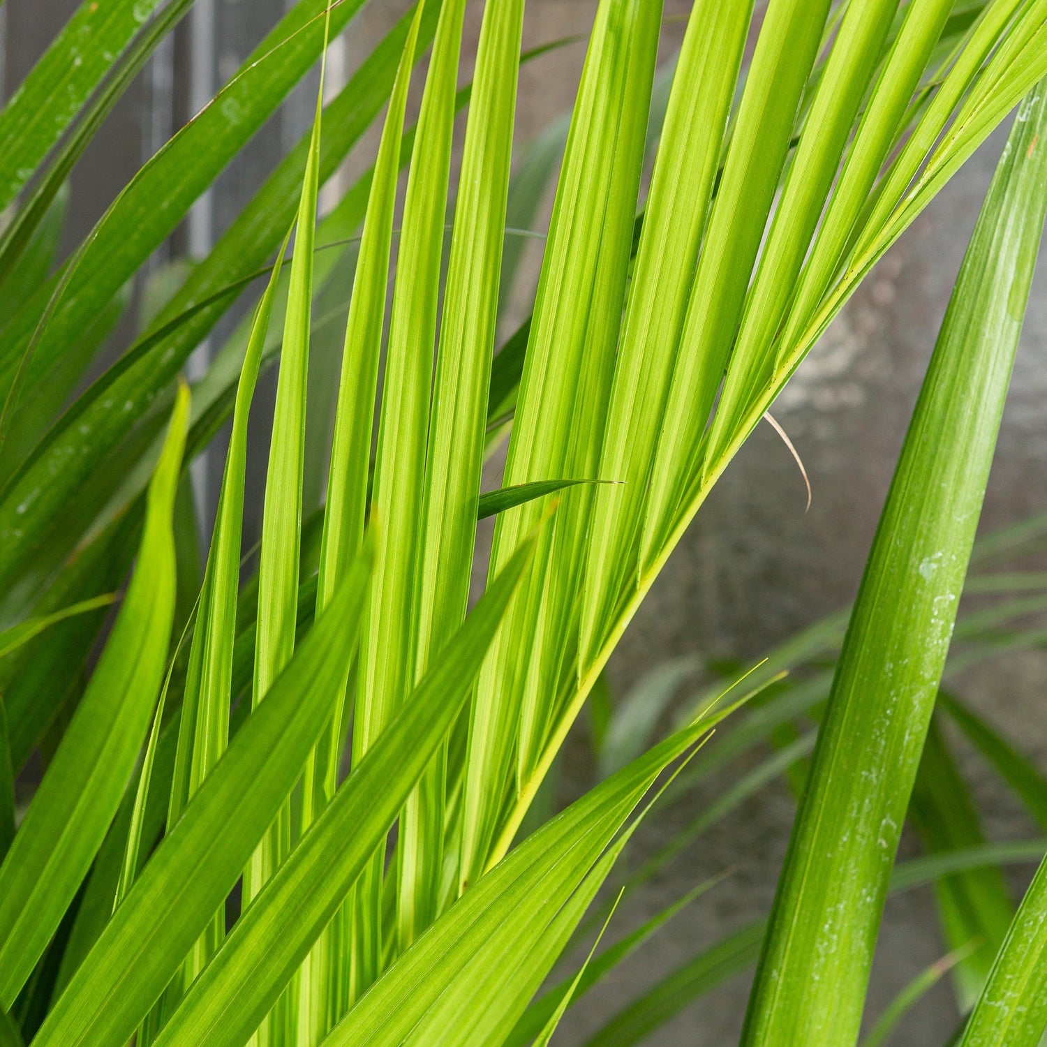 130 - 140cm Areca Palm Dypsis Lutescens 24cm Pot House Plant