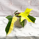 15 - 25cm Philodendron Florida Beauty Variegated 10cm Pot House Plant House Plant
