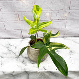 15 - 25cm Philodendron Florida Beauty Variegated 10cm Pot House Plant House Plant