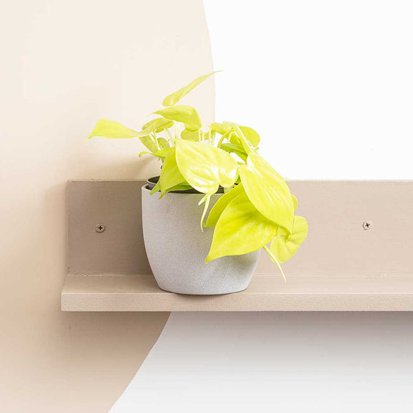 15 25cm Philodendron Lemon Micans Pothos 12cm Pot House Plant