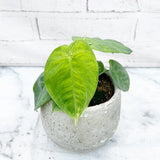 15 - 25cm Syngonium Ice Frost 10.5cm Pot House Plant