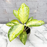 20 - 30cm Aglaonema Arctic Lime Chinese Evergreen House Plant 12cm Pot