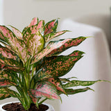 20 - 30cm Aglaonema Point Star Chinese Evergreen 12cm Pot House Plant House Plant