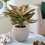 20 - 30cm Aglaonema Point Star Chinese Evergreen 12cm Pot House Plants