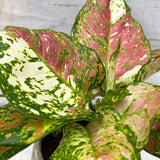 20 - 30cm Aglaonema Tricolour Chinese Evergreen 12cm Pot House Plant House Plant