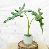 20 - 30cm Alocasia Portei House Plant 9cm Pot