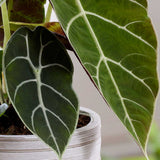 20 - 30cm Alocasia Watsonia Elephant Ear 14cm Pot House Plant House Plant