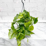 30 - 40cm Global Green Pothos Epipremnum in Hanging 15cm Pot