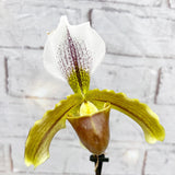 20 - 30cm Paphiopedilum Orchid 9cm Pot House Plant