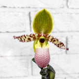 20 - 30cm Paphiopedilum Pinocchio Hybrid Orchid 9cm Pot House Plant House Plant