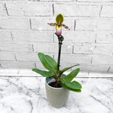 20 - 30cm Paphiopedilum Pinocchio Hybrid Orchid 9cm Pot House Plant House Plant