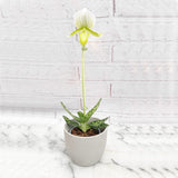 20 - 30cm Paphiopedilum × Maudiae 'Femma' Orchid 9cm Pot House Plant House Plant