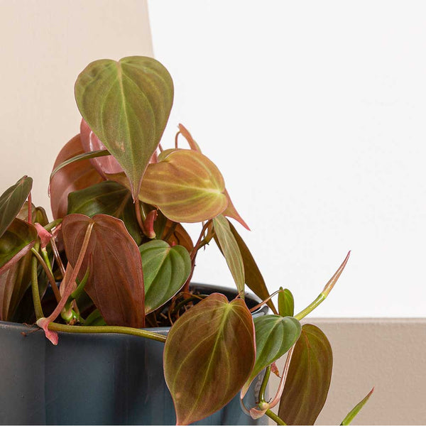 20 30cm Philodendron Micans Pothos 12cm Pot House Plant Plants For