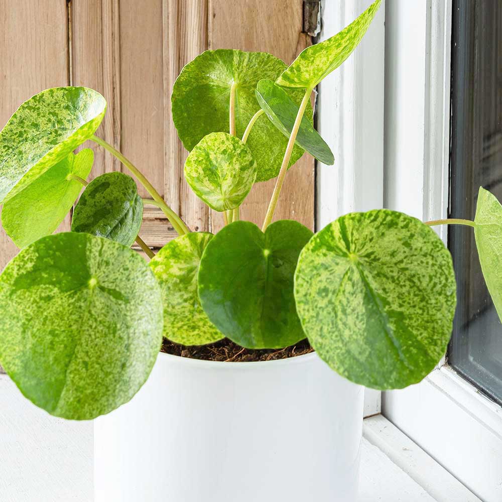 image.title Pilea Mojito: A Tropical Delight