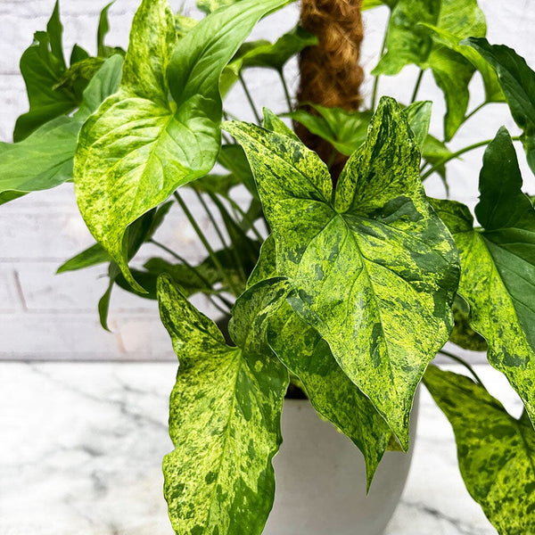 60 75cm Syngonium Mottled on Mosspole Arrowhead Plant 16cm Pot House Plants For All Seasons