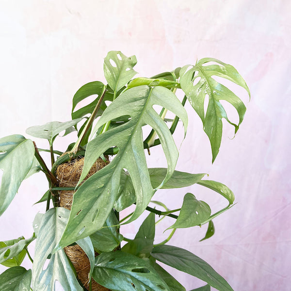 55 65cm Epipremnum Cebu Blue on mosspole Pothos 17cm Pot House Plant