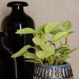 8 - 12cm Peperomia Pixie Variegated Radiator Plant 8cm Pot House Plant House Plant