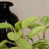 8 - 12cm Peperomia Pixie Variegated Radiator Plant 8cm Pot House Plant House Plant