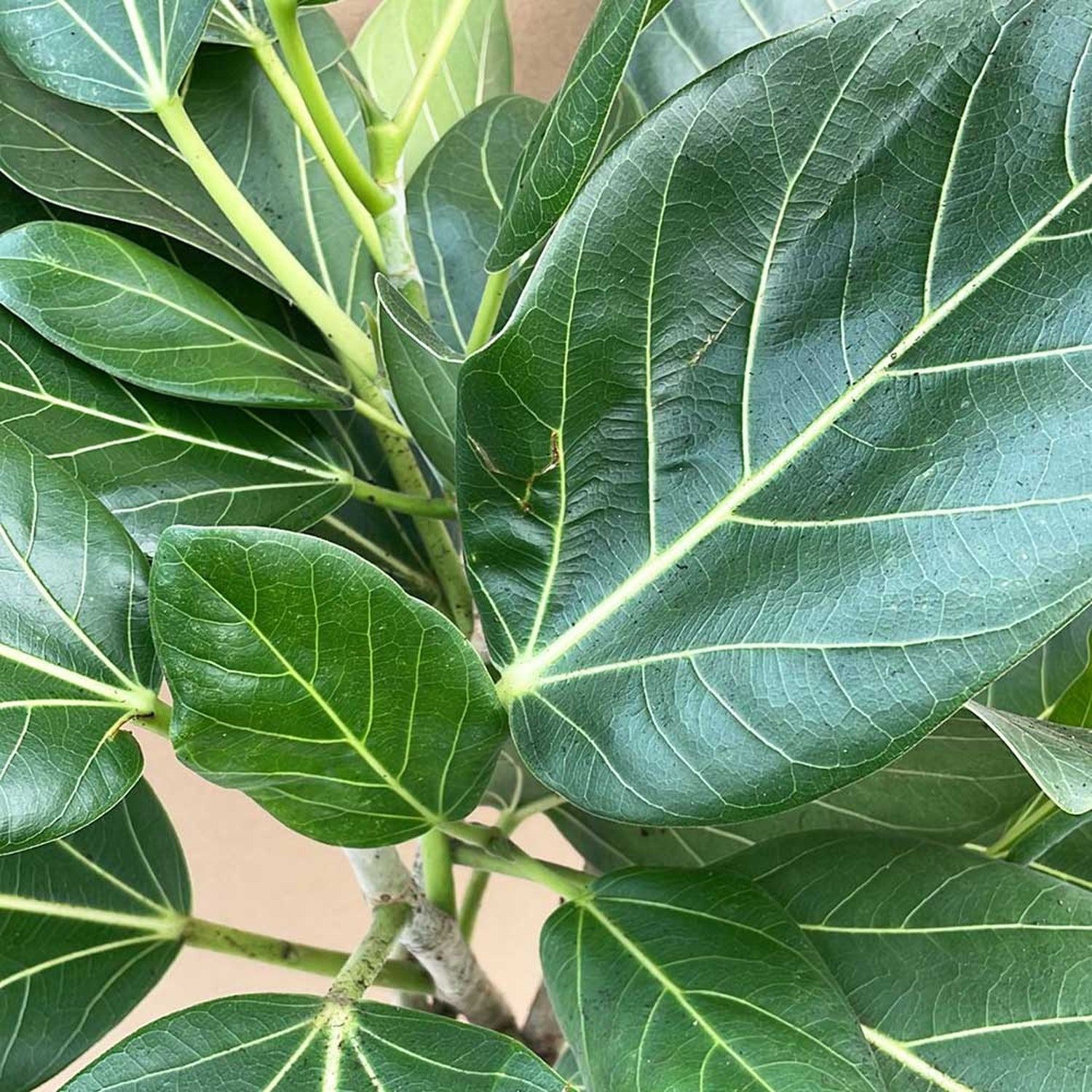 85 - 10cm Ficus Benghalensis Audrey Rubber Plant 24cm Pot House Plant