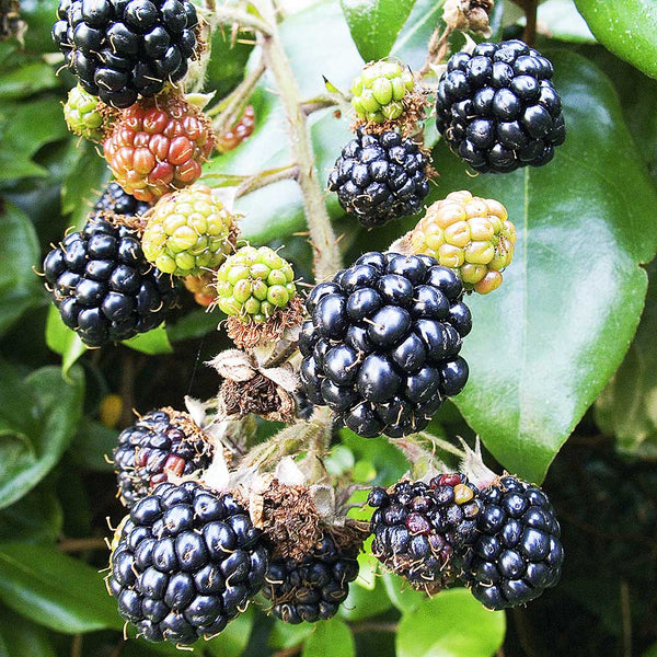 The Blackberry Bedford Giant is an attractive fruit bush that looks great  and produces beautiful, sweet fruit between late July to August. Available  for delivery throughout the UK. – Plants For All Seasons