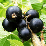 Blackcurrant Big Ben (Ribes Nigrum) Fruit Bush 3ltr Pot Fruit