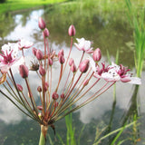Butomus Umbellatus Aquatic Pond Plant - Flowering Rush Aquatic Plants