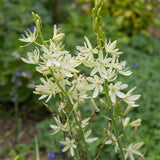 CAMASSIA leichtlinii Alba 2 Litre Perennials