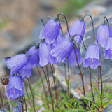 CAMPANULA cochleariifolia blue 9cm Pot Perennials