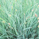 Carex Panicea Aquatic Pond Plant - Carnation Sedge Aquatic Plants