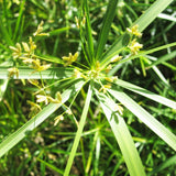 Cyperus Alternifolius Aquatic Pond Plant - Umbrella Grass