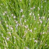 Eleocharis Acicularis Aquatic Pond Plant - Hair Grass
