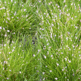 Eleocharis Acicularis Aquatic Pond Plant - Hair Grass Aquatic Plants
