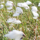 Eriophorum Angustifolium Aquatic Pond Plant - Cotton Grass
