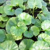 Gunnera Magellanica Aquatic Pond Plant - Devils Strawberry Aquatic Plants