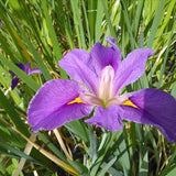 Iris Louisiana Pegaletta Aquatic Pond Plant - Louisiana Iris Aquatic Plants