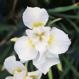 Iris Sibirica Snow Queen Aquatic Pond Plant - Snow Iris Aquatic Plants