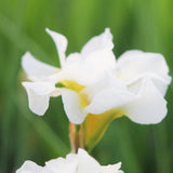 Iris Sibirica Snow Queen Aquatic Pond Plant - Snow Iris Aquatic Plants
