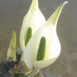 Lysichiton Camtschatcensis Aquatic Pond Plant - White Skunk Cabbage Aquatic Plants