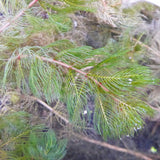 Myriophyllum Spicatum Aquatic Pond Plant - Spiked Water Milifoil Aquatic Plants