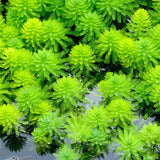 Myriophyllum Spicatum Aquatic Pond Plant - Upright Water Milifoil Aquatic Plants