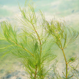 Myriophyllum Verticillatum Aquatic Pond Plant - Whorled Water Millifoil Aquatic Plants