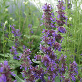 NEPETA Purple Haze (PBR) 9cm Pot Perennials