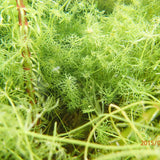 Nitella Flexilis Aquatic Pond Plant - Stonewort Aquatic Plants