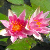Nymphaea Alba Var Rubra Aquatic Pond Plant - Water Lily Aquatic Plants