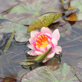Nymphaea Aurora Aquatic Pond Plant - Water Lily