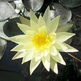 Nymphaea Odorata Sulphurea Aquatic Pond Plant - Water Lily Aquatic Plants