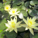 Nymphaea Odorata Sulphurea Aquatic Pond Plant - Water Lily Aquatic Plants