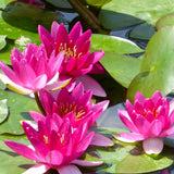 Nymphaea Xiafei Aquatic Pond Plant - Water Lily Aquatic Plants
