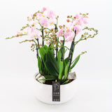 Orchid Phalaenopsis Delux Pink Arrangement 28cm Pot House Plant Accessories